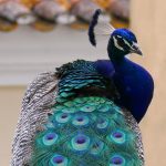 An iridescent peacock on the grounds of  Lisbon's São Jorge Castle, contrasts with a red tile roof.