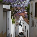 I loved this view down a narrow Évora laneway, showing the blossoming purple jacaranda spreading over the houses.