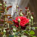 Roses so red they make your eyeballs vibrate, glowing in the sun after a little rain (with Gothic arches in soft focus in the background). Yum. At Batalha Monastery.