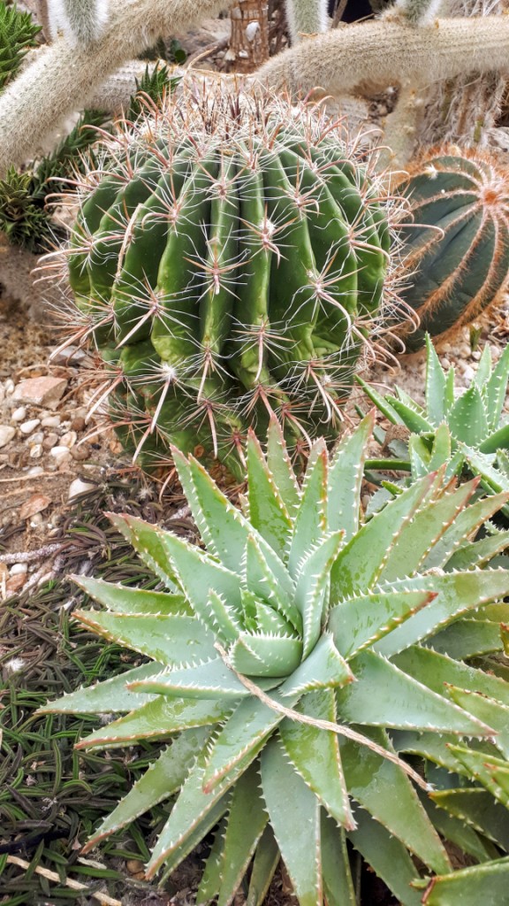 An educational sign explains that while all cacti are succulent (containing fleshy, water-retaining tissue), not all succulents are cacti. So there you go.