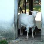 Coram's Fields goat
