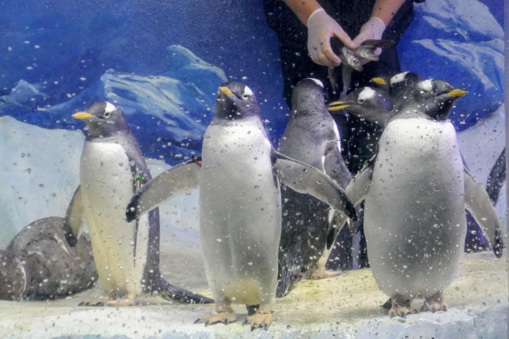Feeding time for Gentoo penguins at Dingle OceanWorld Aquarium