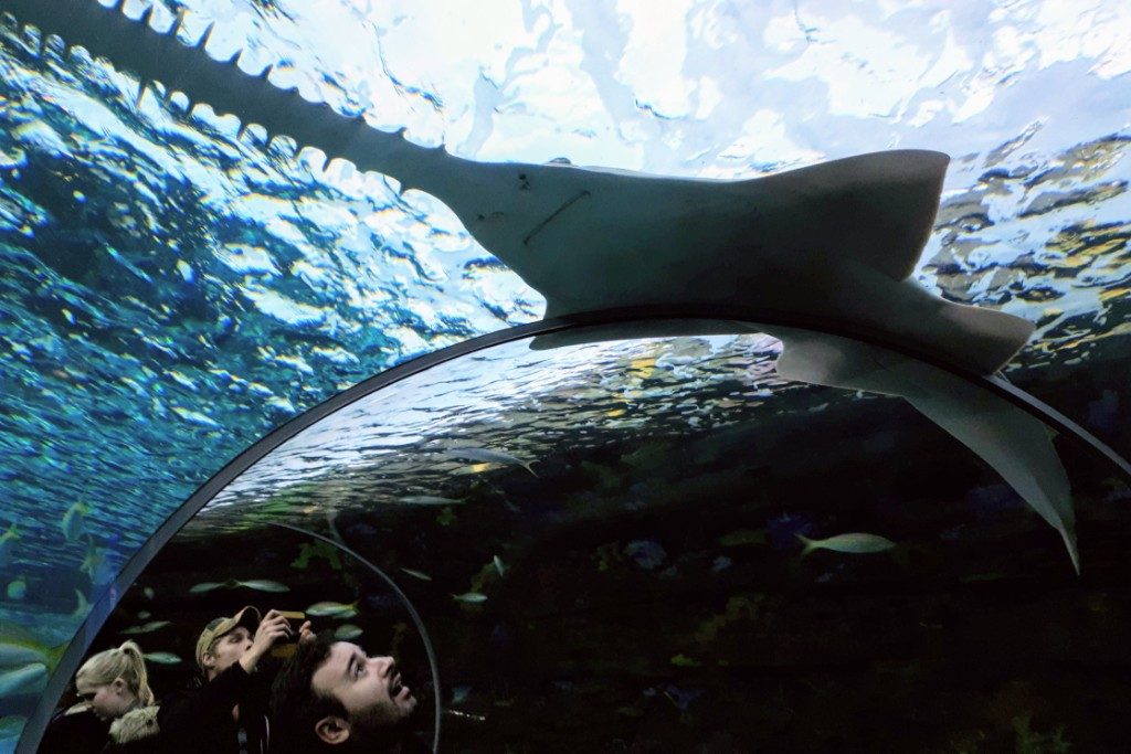 Man meets Green Sawfish, on the moving walkway through the underwater gallery called Dangerous Lagoon (where the sharks live)