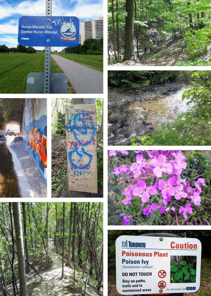 May 2021 walks collage (clockwise from top left): Huron-Wendat Trail, Hinder Property Trail, West Don (River) Parklands, pretty wildflowers I’ve yet to identify, helpful sign on Don Mills Leaside Spur Trail, Hinder Property Trail, West Don River under Bathurst Street, awesome Hinder Property sign (it's bad karma to litter!).