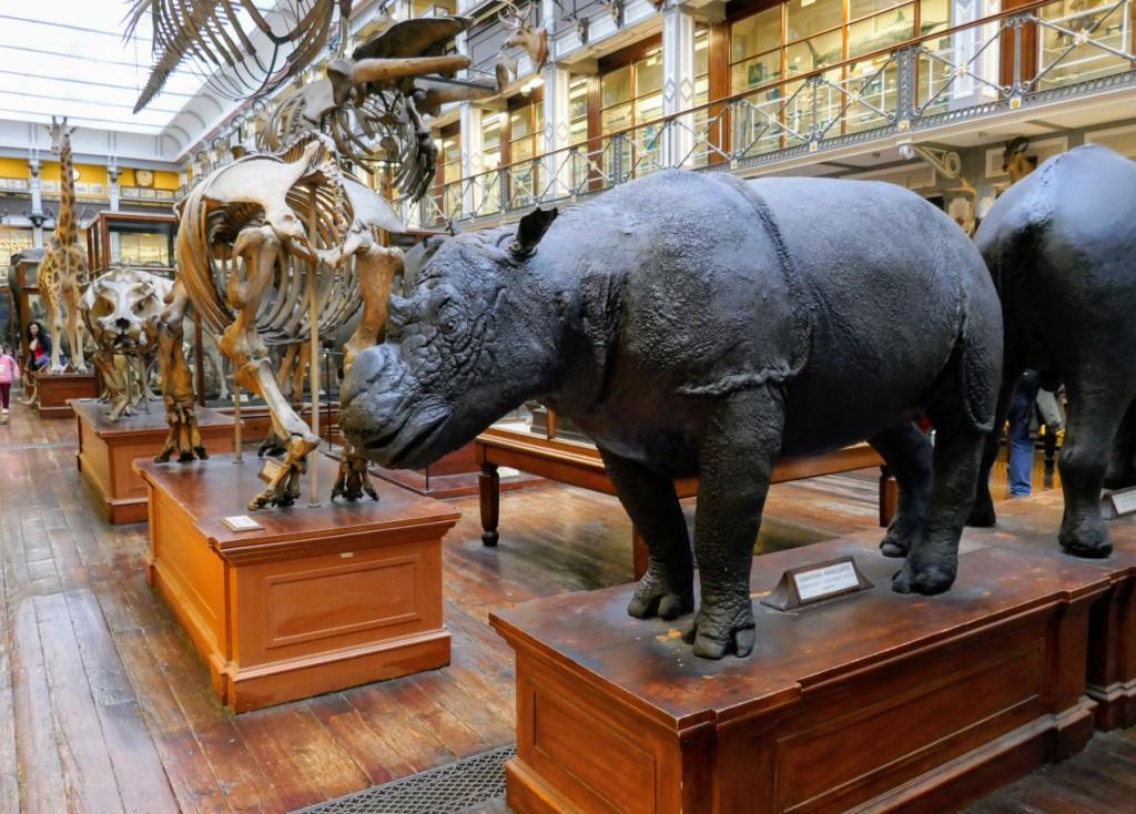 There are over 10,000 exhibits at the National History Museum, including this Sumatran rhinoceros on the upper floor.