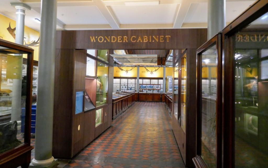 The "Wonder Cabinet" of Irish Natural Wonders on the ground floor. How delightful is that??