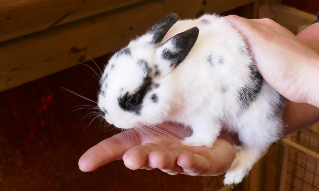 Being introduced by a farm hand (those are her, uh, hands) to a small rabbit in April 2017 was just about as much cute as I could bear.