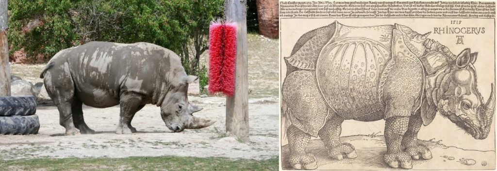 Left: The massive (5,000 lb!) white rhinoceros named Tom, in the African Savanna section of the Toronto Zoo. Right: Albrecht Dürer's woodcut of a rhinoceros, 1515, courtesy the National Gallery of Art, Washington.