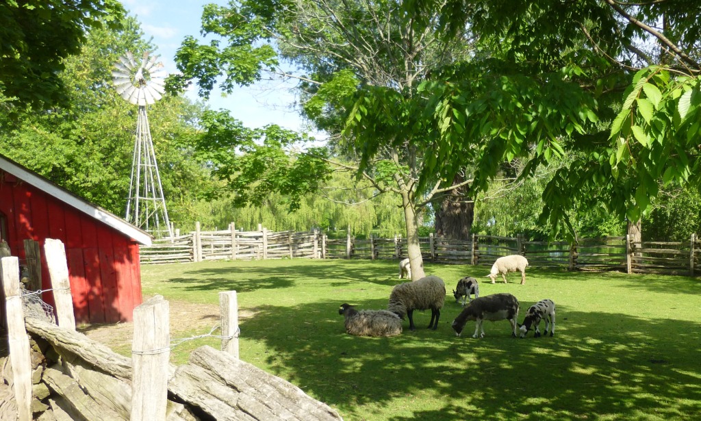 Sheep grazing at Far Enough Farm in June 2014