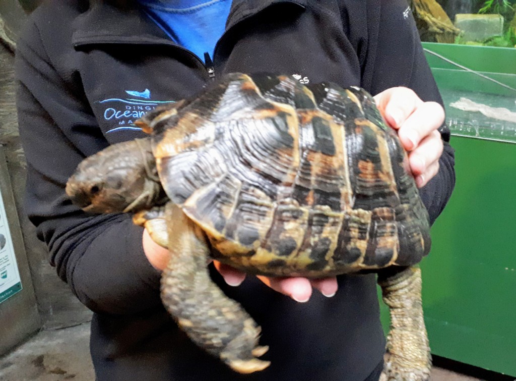 Dingle OceanWorld Aquarium (Ireland) - Sarah J. McCabe