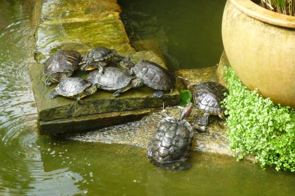 Only five or six turtles can fit on the rock at a time, so as one comes up, another plops off. Over and over. (This is a 2013 photo but they're still there in 2019.)