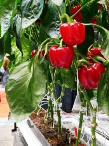 red peppers grown by hydroponics